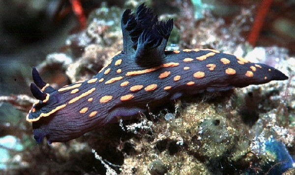 Nembrotha spE